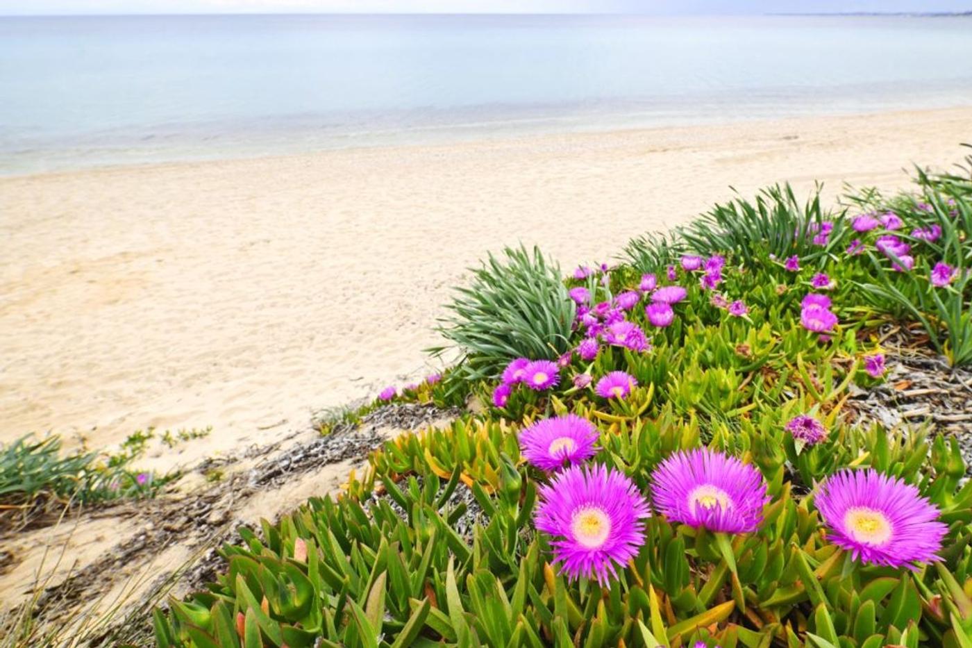 Perennial wildflowers in bloom